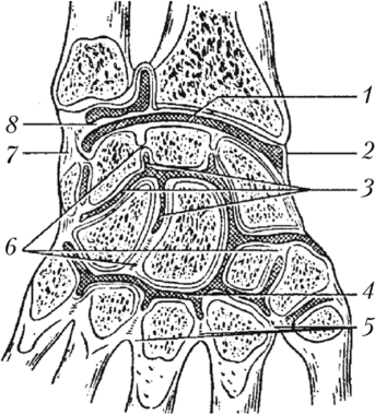Соединения костей предплечья и кисти (фронтальный разрез)