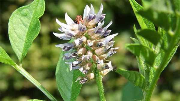 Корень солодки