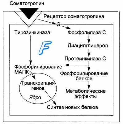 Гипофизарный нанизм. Карликовость. Регуляция секреции и физиологические эффекты соматотропина.