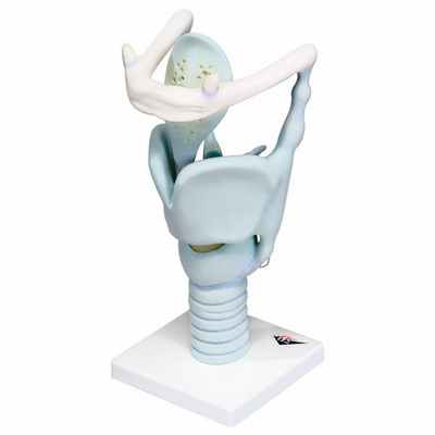 хрящи гортани