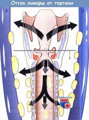 Отток лимфы от гортани