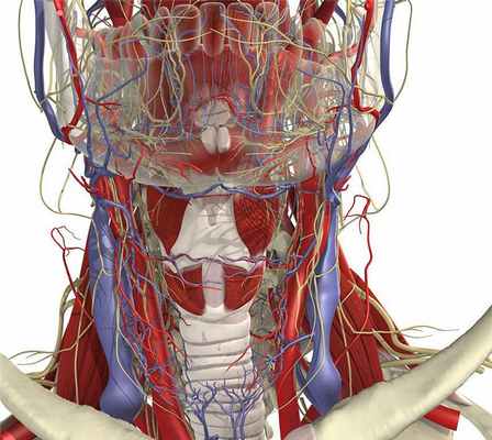 сосуда гортани