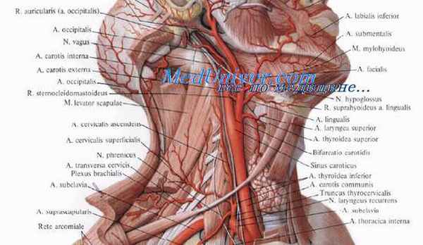 Сосуды гортани. Кровоснабжение гортани. Нервы гортани. Иннервация гортани. Лимфоотток от гортани