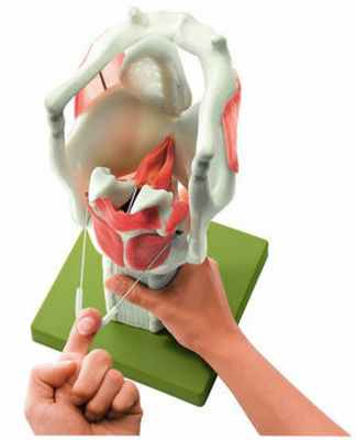 модель гортани