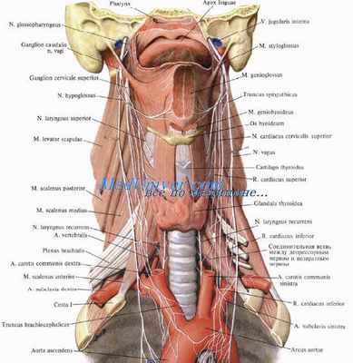 Сосуды гортани. Кровоснабжение гортани. Нервы гортани. Иннервация гортани. Лимфоотток от гортани