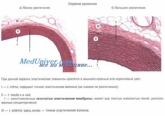 строение артериол