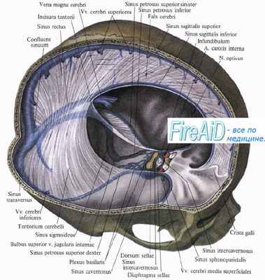Анатомия синусов твердой мозговой оболочки