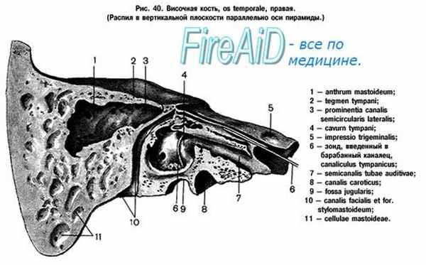 Анатомия височной кости
