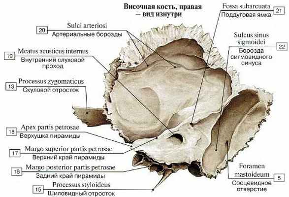 Анатомия височной кости