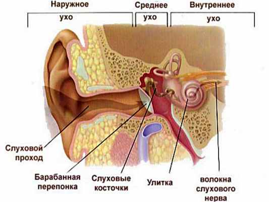 otitis.jpg