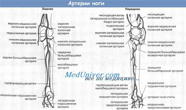 Артерии ноги