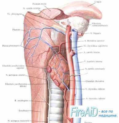 Анатомия паращитовидных желез