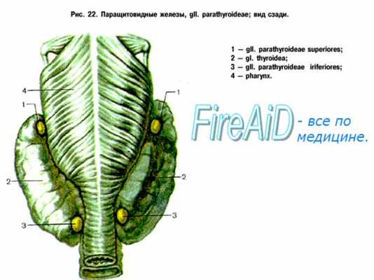 Анатомия паращитовидных желез