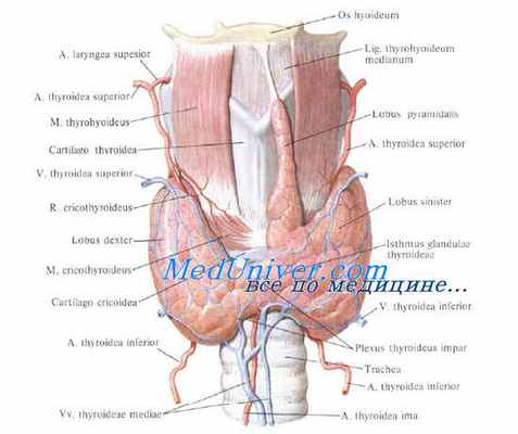 Щитовидная железа