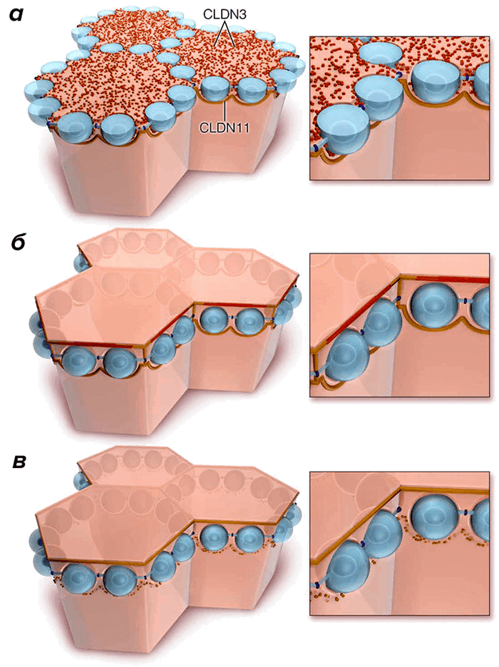 Схема движения сперматоцитов сквозь барьер