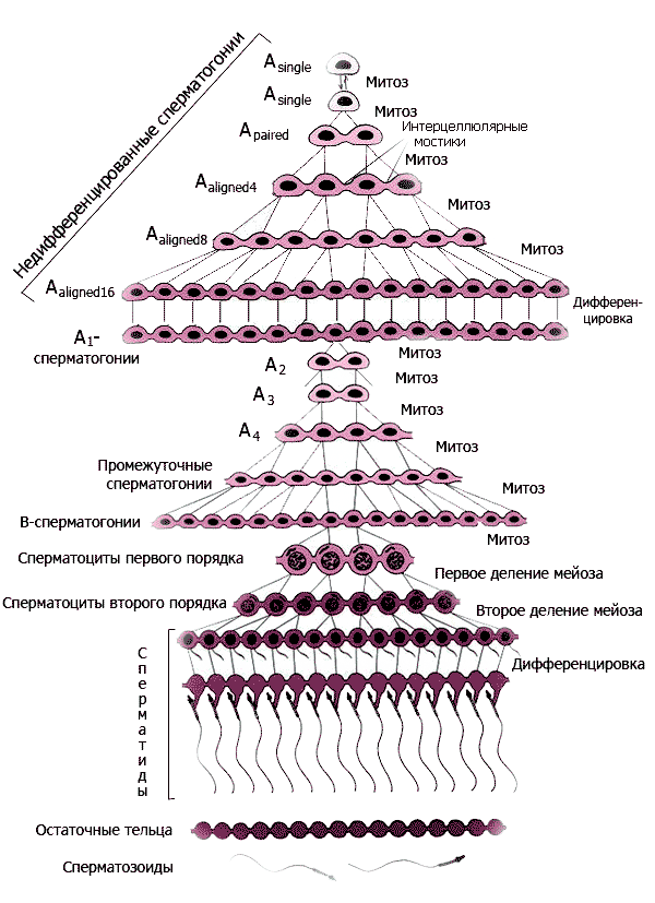 Схема сперматогенеза