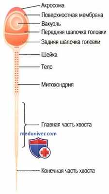 Сперматогенез. Этапы сперматогенеза
