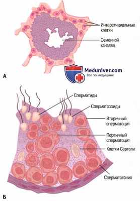 Сперматогенез. Этапы сперматогенеза