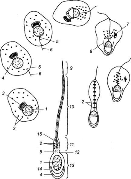 Процессы, приводящие к формированию зрелого сперматозоида
