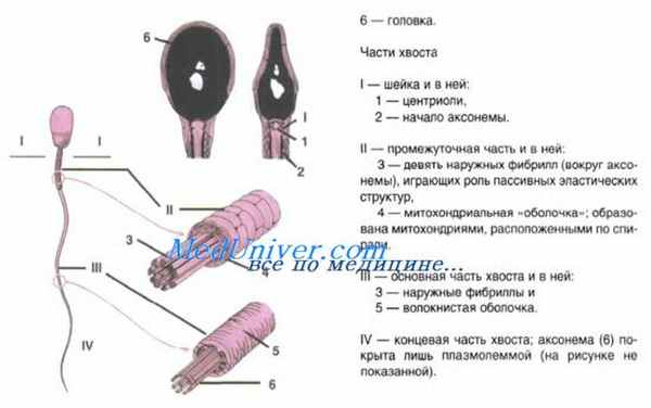 сперматогенез