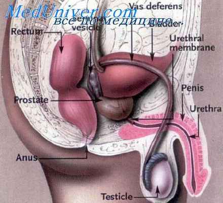 криодеструкция простаты