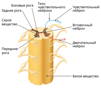 Строениеспинногомозгаw500.png