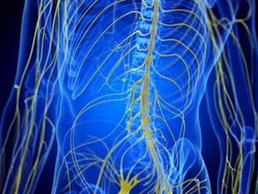 спинной мозг.jpg