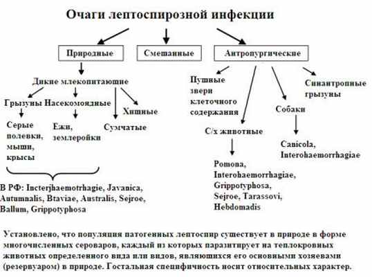 как можно заразиться лептоспирой