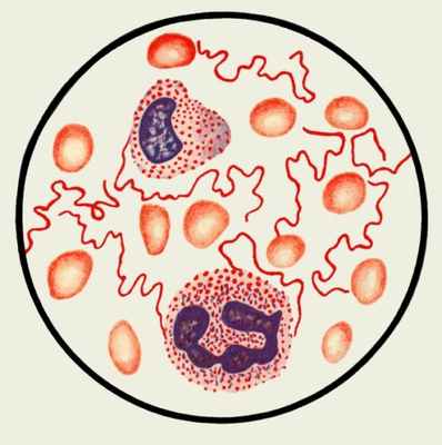 возбудители возвратного тифа