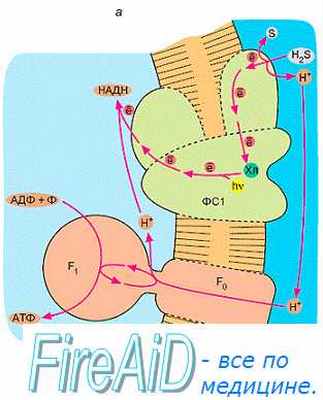 Спиртовое брожение. Гомоферментативное молочнокислое брожение. Гетероферментативное брожение. Муравьинокислое брожение.