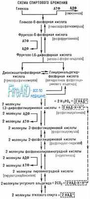Спиртовое брожение. Гомоферментативное молочнокислое брожение. Гетероферментативное брожение. Муравьинокислое брожение.