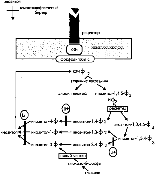 Механизм действия нормотимиков