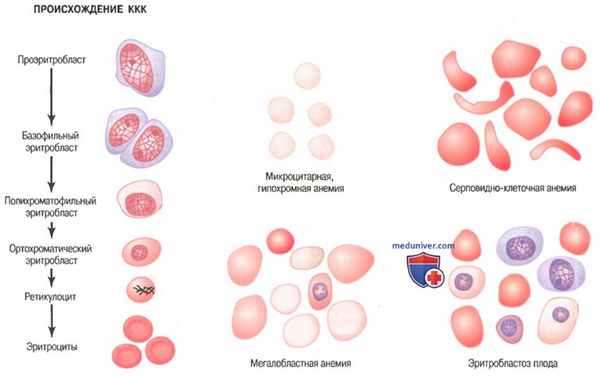 Образование эритроцитов. Формирование красных клеток крови