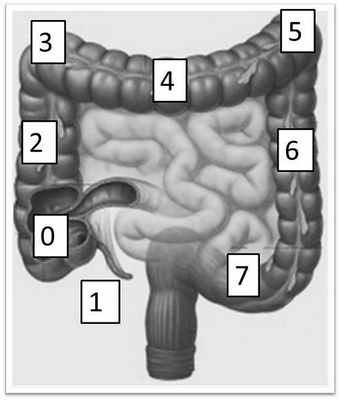 толстая(ободочная) кишка