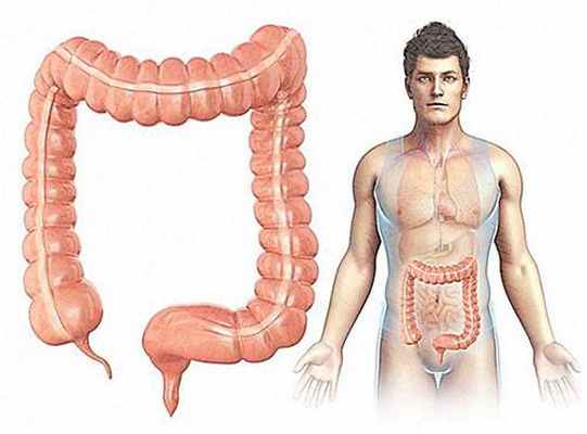 толстая(ободочная) кишка