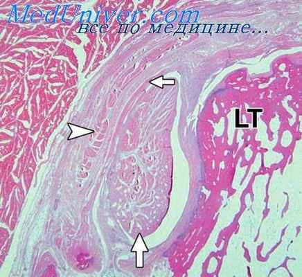 стадия гипостаза