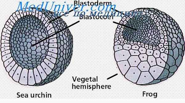 бластуляция