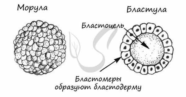 Бластула и морула