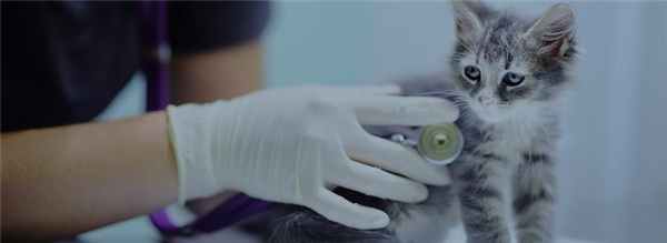 Стеноз клапана легочной артерии у кошек и собак