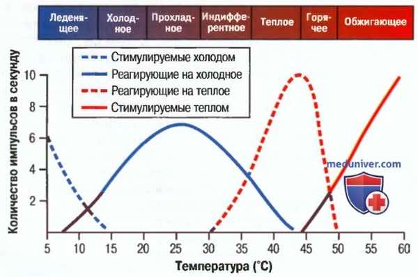 Стимуляция температурных рецепторов. Адаптация температурных рецепторов