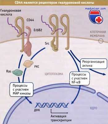 CD44 как рецептор гиалуроновой кислоты