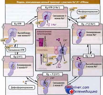 Натрий-калиевая АТФаза