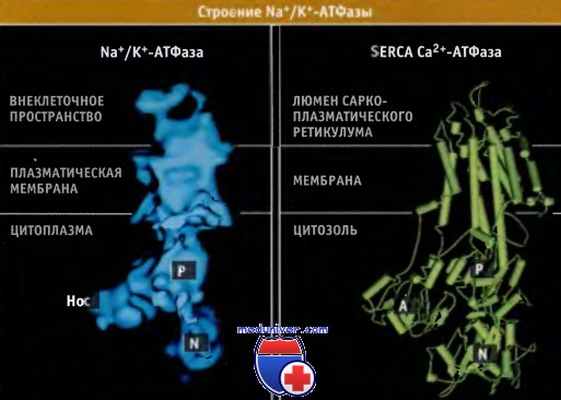 Строение натрий-калиевой АТФазы