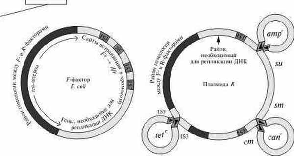 Карта F-фактора и плазмиды R