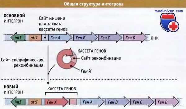 Общая структура интегрона