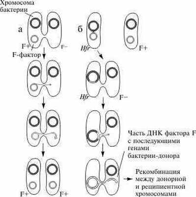 Схема процесса конъюгации у бактерий