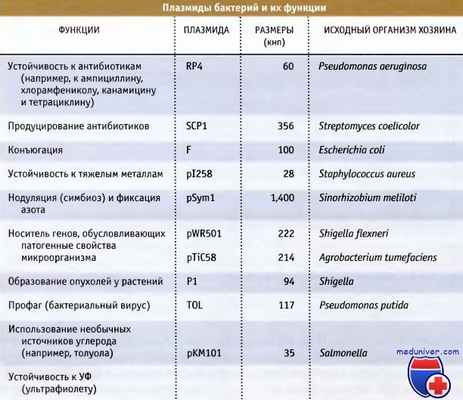 Плазмиды бактерий и их функции
