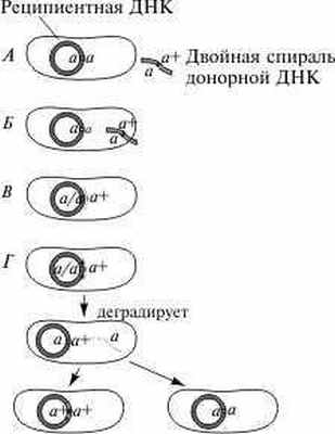 Схема процесса трансформации у бактерий