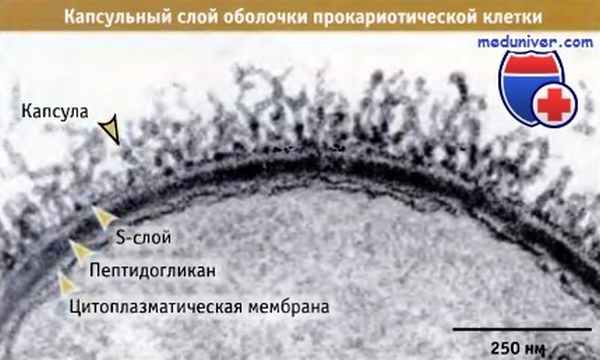 Капсула прокариот