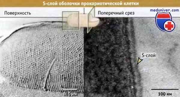 Оболочка прокариотической клетки